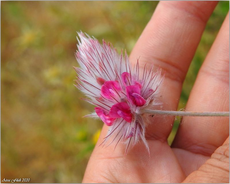 Ebenus pinnata, photographed by Aissa Djamel Filali