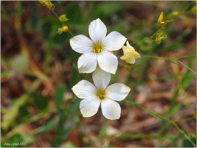 Linum corymbiferum, photographed by Aissa Djamel Filali