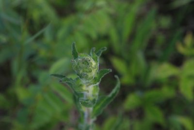 Campanula cervicaria, photographed by Нурхайдарова Татьяна