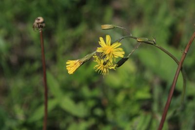 Crepis praemorsa, photographed by Нурхайдарова Татьяна