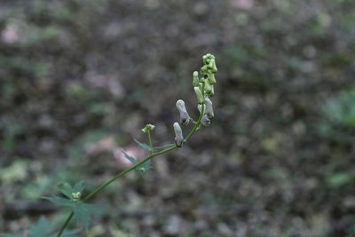 Aconitum moldavicum, photographed by Conrad Altmann