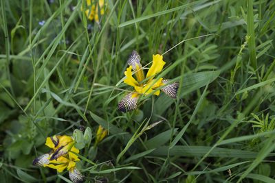 Iris variegata, photographed by Conrad Altmann