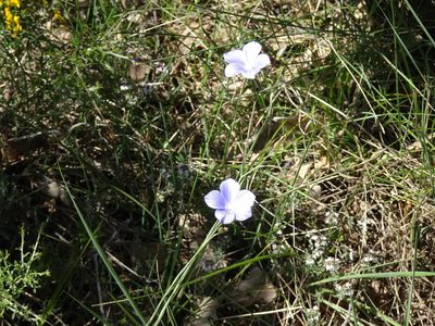 Linum narbonense, photographed by Thomas Koffel