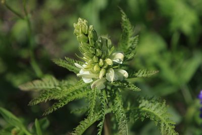 Pedicularis sibirica, photographed by Нурхайдарова Татьяна