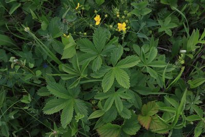 Potentilla chrysantha, photographed by Нурхайдарова Татьяна