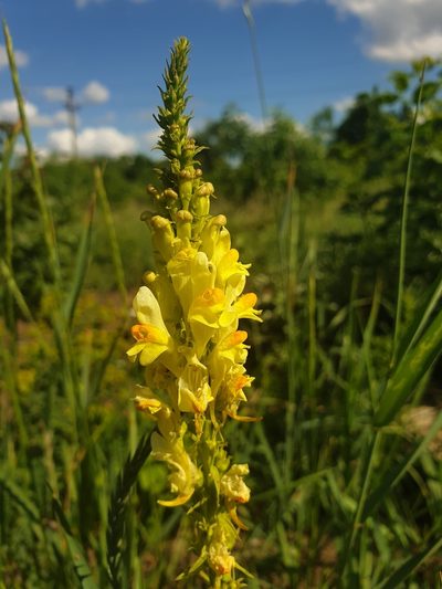 Linaria biebersteinii, photographed by Алена Ручка