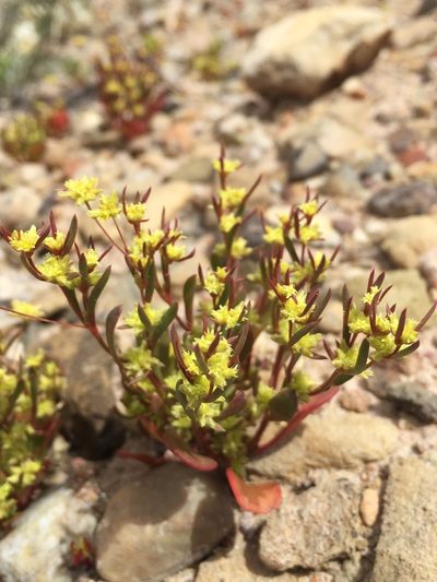 Stenogonum salsuginosum, photographed by Robbie Hannawacker