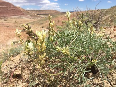 Astragalus flavus, photographed by Robbie Hannawacker