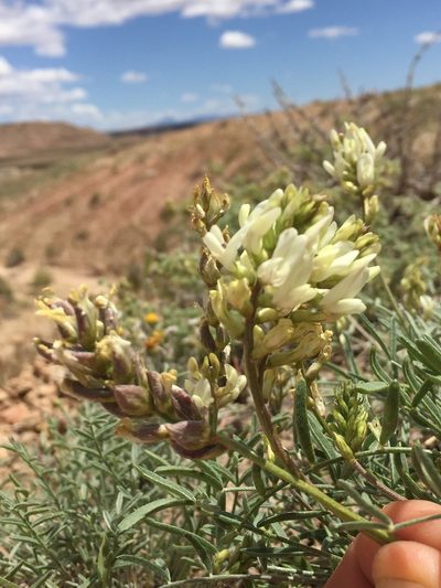 Astragalus flavus, photographed by Robbie Hannawacker