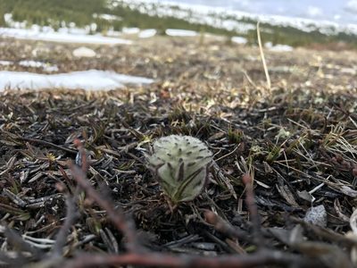 Pedicularis lanata, photographed by Caleb Catto