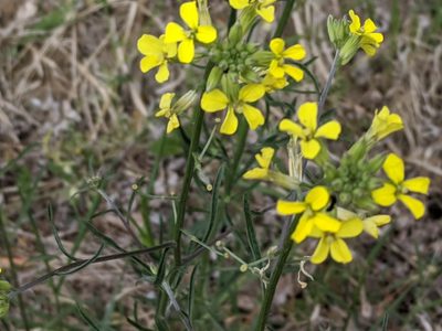 Erysimum diffusum, photographed by Zoltán Stekkelpak