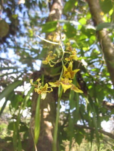 Oncidium leleui, photographed by HERNÁNDEZ RAMOS MARÍA ELENA