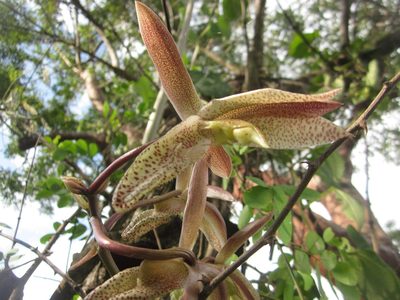 Catasetum laminatum, photographed by HERNÁNDEZ RAMOS MARÍA ELENA