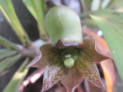 Catasetum laminatum, photographed by HERNÁNDEZ RAMOS MARÍA ELENA