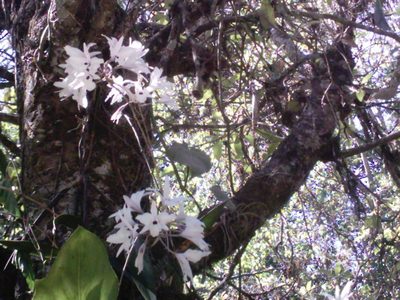 Laelia rubescens, photographed by HERNÁNDEZ RAMOS MARÍA ELENA