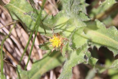 Centaurea benedicta, photographed by Millie Basden