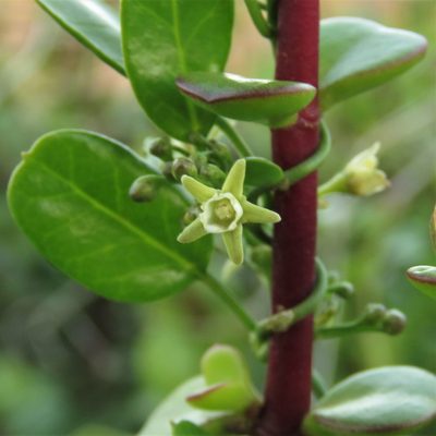 Cynanchum ellipticum, photographed by Christiaan Viljoen