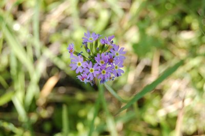 Primula longiscapa, photographed by Alexander Dubynin