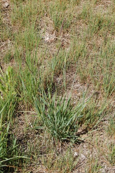 Hordeum brevisubulatum, photographed by Alexander Dubynin