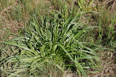 Plantago salsa, photographed by Alexander Dubynin