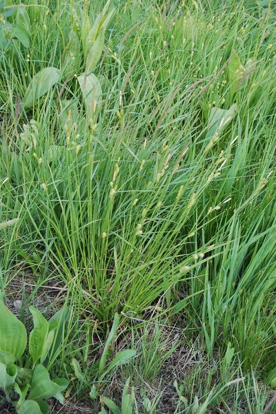 Carex diluta, photographed by Alexander Dubynin