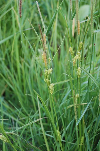Carex diluta, photographed by Alexander Dubynin