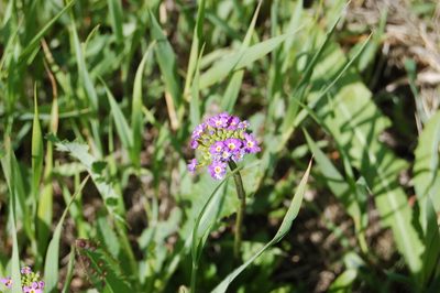 Primula longiscapa, photographed by Alexander Dubynin