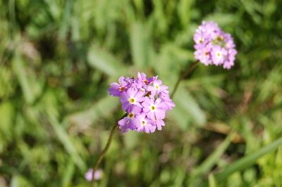Primula longiscapa, photographed by Alexander Dubynin
