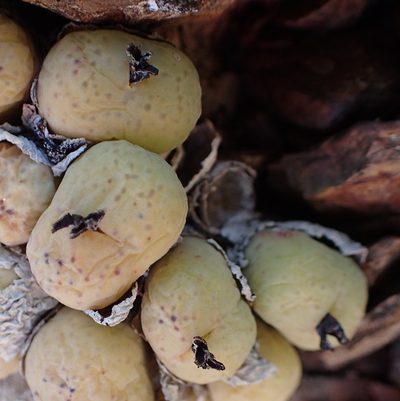 Conophytum calculus, photographed by Nicola van Berkel