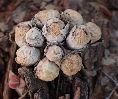 Conophytum calculus, photographed by Nicola van Berkel