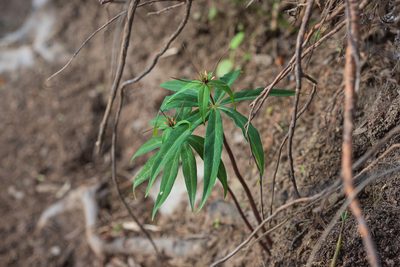 Paris polyphylla, photographed by 國立臺灣博物館