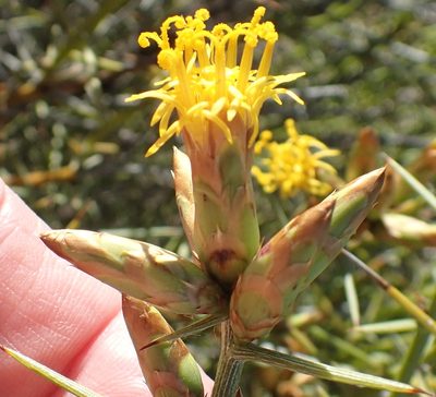 Hoplophyllum spinosum, photographed by Nicola van Berkel