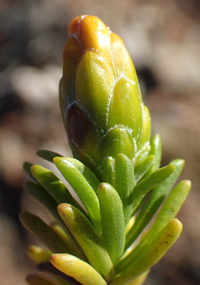 Pteronia ciliata, photographed by Nicola van Berkel