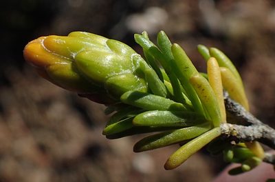 Pteronia ciliata, photographed by Nicola van Berkel