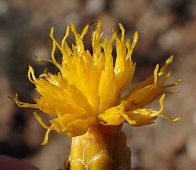 Pteronia ciliata, photographed by Nicola van Berkel
