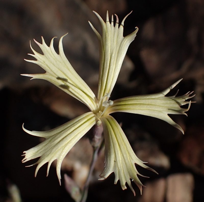 Dianthus namaensis, photographed by Nicola van Berkel