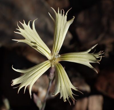Dianthus namaensis, photographed by Nicola van Berkel