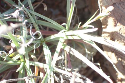 Dianthus namaensis, photographed by Nicola van Berkel