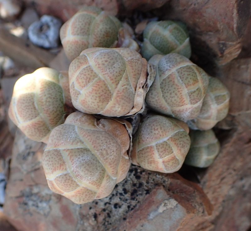 Crassula barklyi, photographed by Nicola van Berkel