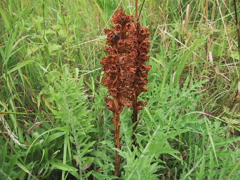Orobanche elatior, photographed by Michael Hansen