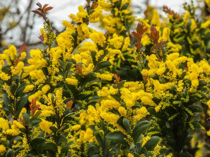 Acacia triptera, photographed by Thomas Nataprawira