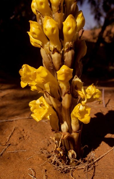 Cistanche lutea, photographed by desertnaturalist