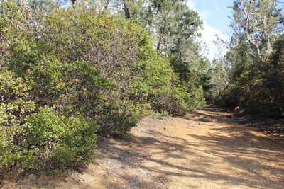 Arctostaphylos nummularia, photographed by Alan Rockefeller