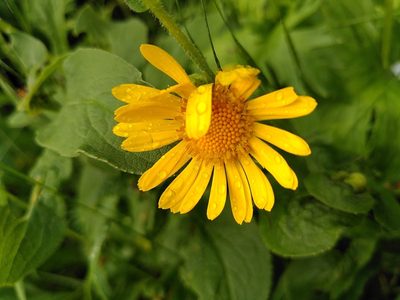 Doronicum austriacum, photographed by Yves Bas