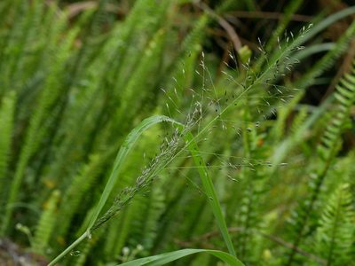 Eragrostis ferruginea, photographed by Jacy Chen