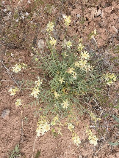 Astragalus flavus, photographed by Robbie Hannawacker