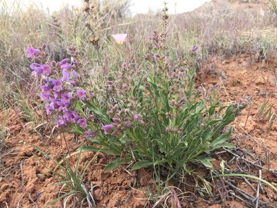 Penstemon breviculus, photographed by Robbie Hannawacker