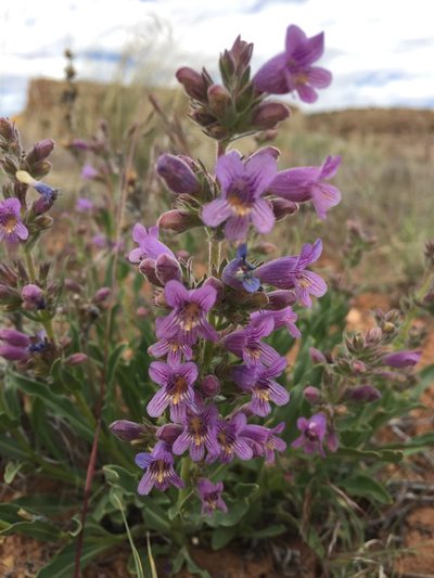 Penstemon breviculus, photographed by Robbie Hannawacker