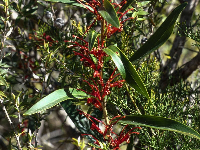 Grevillea dimorpha, photographed by Thomas Nataprawira