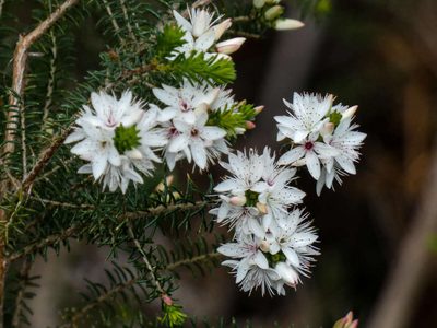 Calytrix alpestris, photographed by Thomas Nataprawira